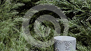 Coniferous branches background and stone podium display. Copy space green background. Natural concrete pedestal. 3d