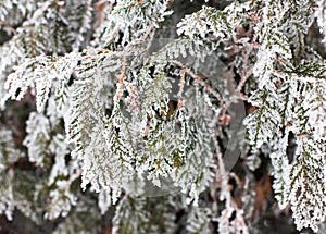 Coniferous branches and cones covered with hoarfrost