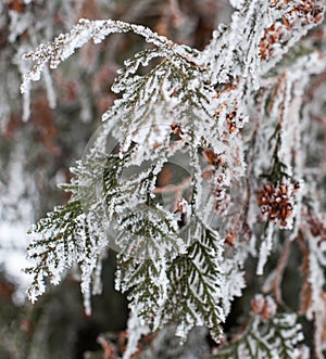 Coniferous branches and cones covered with hoarfrost