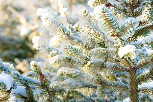 Coniferous branches covered first snow with hoarfrost. Close up