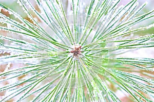 Coniferous branches covered with hoarfrost.