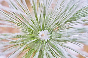 Coniferous branches covered with hoarfrost.