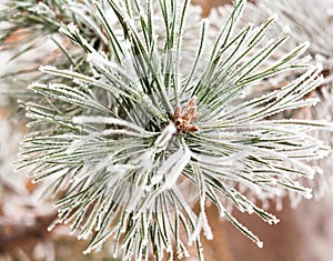 Coniferous branches covered with hoarfrost