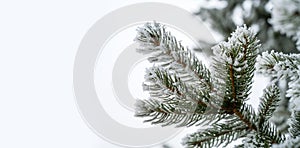 Coniferous branches covered with hoarfrost