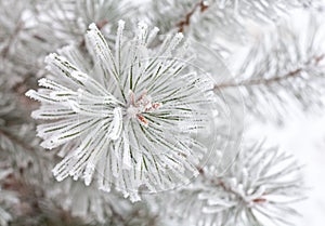 Coniferous branches covered with hoarfrost