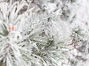 Coniferous branches covered with hoarfrost