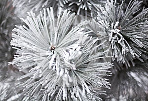 Coniferous branches covered with hoarfrost