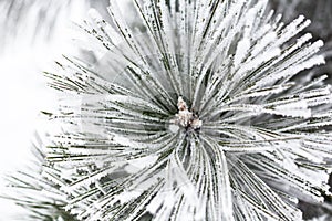 Coniferous branches covered with hoarfrost