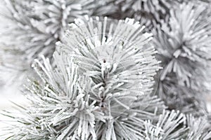 Coniferous branches covered with hoarfrost