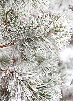 Coniferous branches covered with hoarfrost