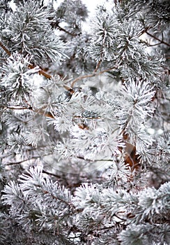 Coniferous branches covered with hoarfrost