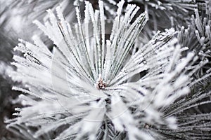 Coniferous branches covered with hoarfrost