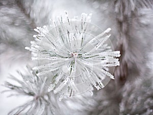 Coniferous branches covered with hoarfrost