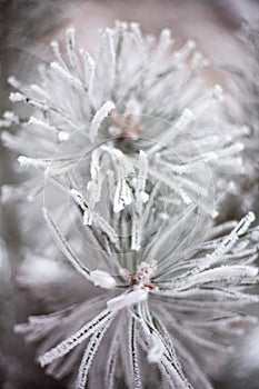 Coniferous branches covered with hoarfrost