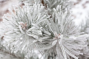 Coniferous branches covered with hoarfrost