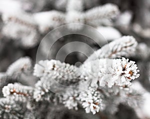 Coniferous branches covered with hoarfrost