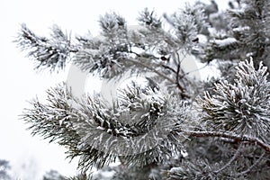 Coniferous branches covered with hoarfrost