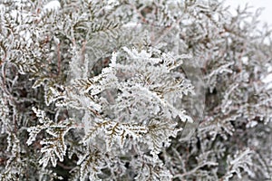 Coniferous branches covered with hoarfrost