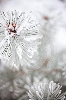 Coniferous branches covered with hoarfrost