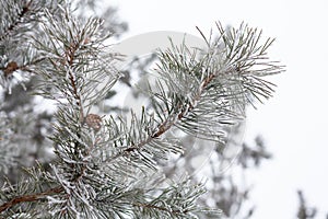 Coniferous branches covered with hoarfrost