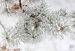 Coniferous branches covered with hoarfrost