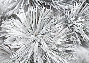 Coniferous branches covered with hoarfrost