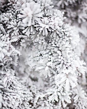 Coniferous branches covered with hoarfrost