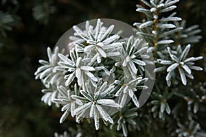 Coniferous branches covered with hoarfrost.