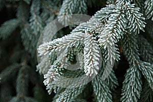 Coniferous branches covered with hoarfrost.