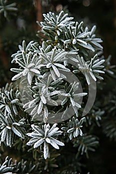 Coniferous branches covered with hoarfrost.