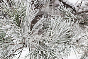 Coniferous branches covered with hoarfrost.