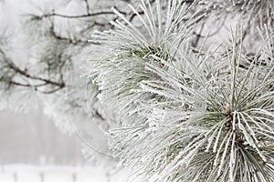 Coniferous branches covered with hoarfrost.