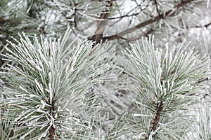 Coniferous branches covered with hoarfrost.
