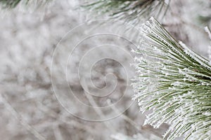 Coniferous branches covered with hoarfrost.