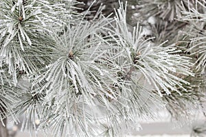 Coniferous branches covered with hoarfrost.