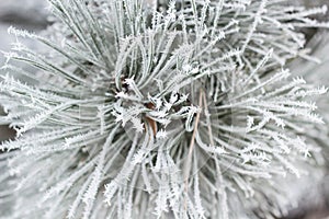 Coniferous branches covered with hoarfrost.