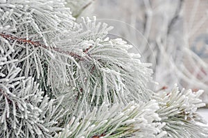 Coniferous branches covered with hoarfrost.