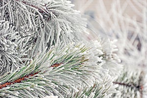 Coniferous branches covered with hoarfrost.