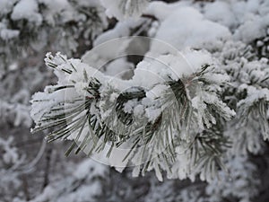 Coniferous branches covered with hoarfrost. Close up