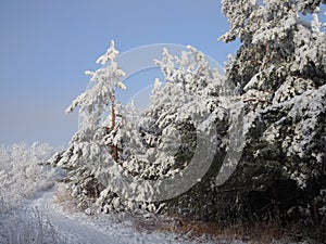 Coniferous branches covered with hoarfrost. Close up