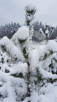 Coniferous branches covered with hoarfrost. Close up