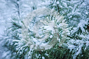 Coniferous branches covered with hoarfrost. Close up