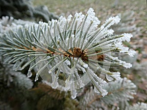 Coniferous branches covered with hoarfrost. Winter background