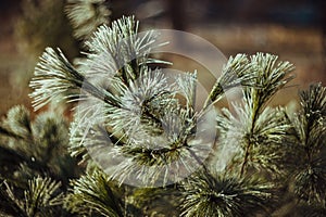 Coniferous branches in hoarfrost close view