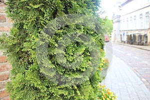 coniferous branches. Tuya green background, coniferous tree. Green Tuya texture