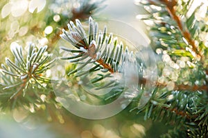 Coniferous buds coverd with hoarfrost