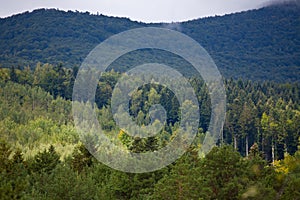 Coniferous dense forest in the Carpathians