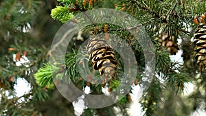 Coniferous Douglas fir cone in lush green spring needles close up.