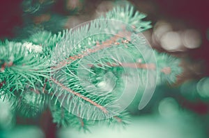 Coniferous evergreen pine branches closeup in winter forest toned image