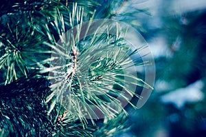 Coniferous evergreen pine branches closeup in winter forest toned image